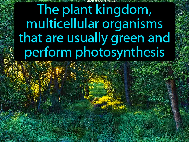 Plantae Definition
