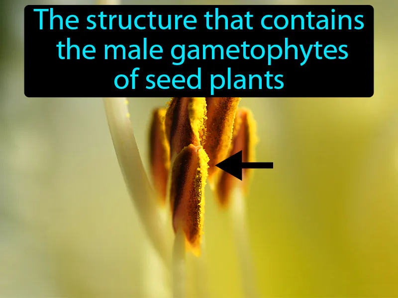 Pollen grain Definition