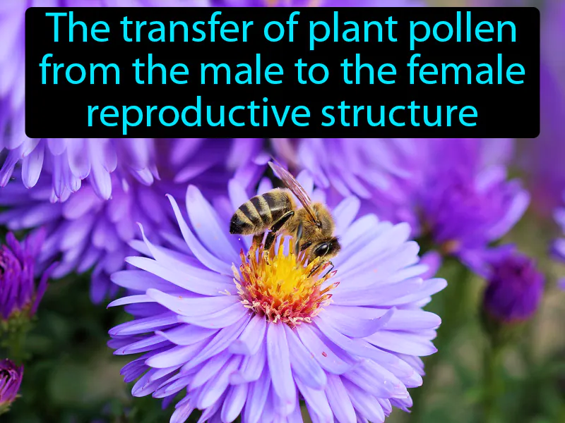 Pollination Definition