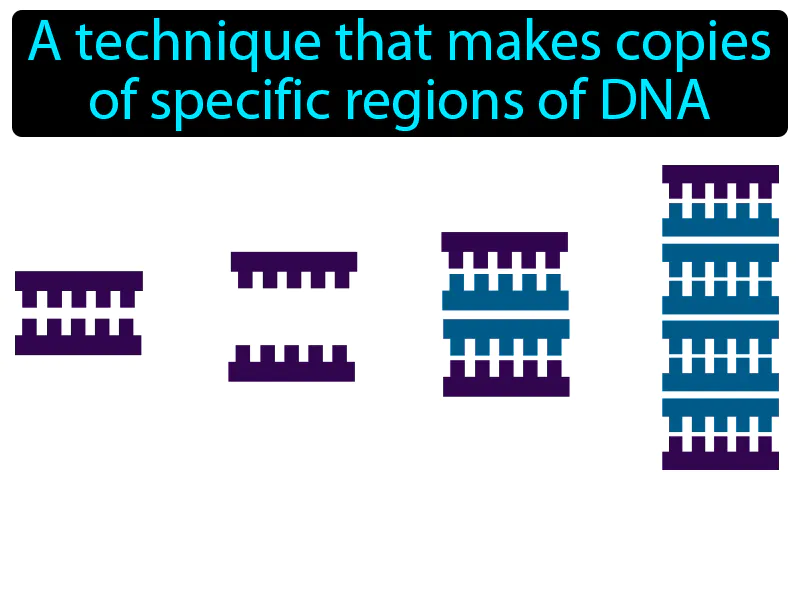 Polymerase Chain Reaction Definition