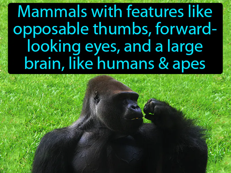 Primate Definition
