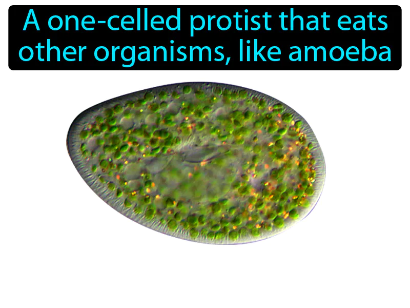 Protozoan Definition