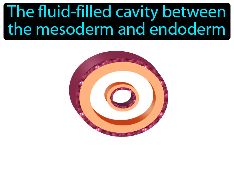 Pseudocoelom Definition