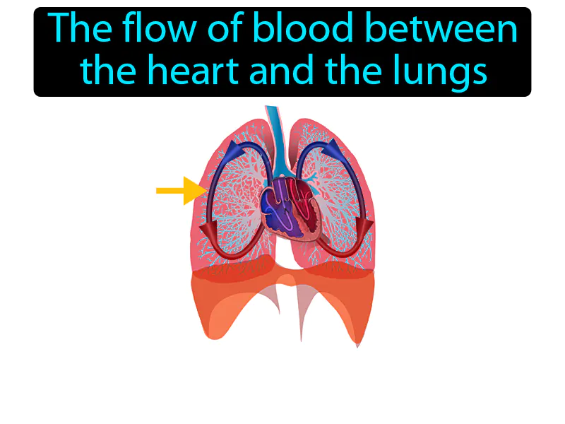 Pulmonary circulation Definition