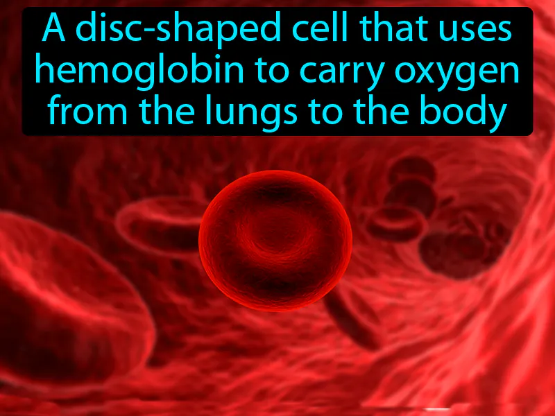 Red blood cell Definition