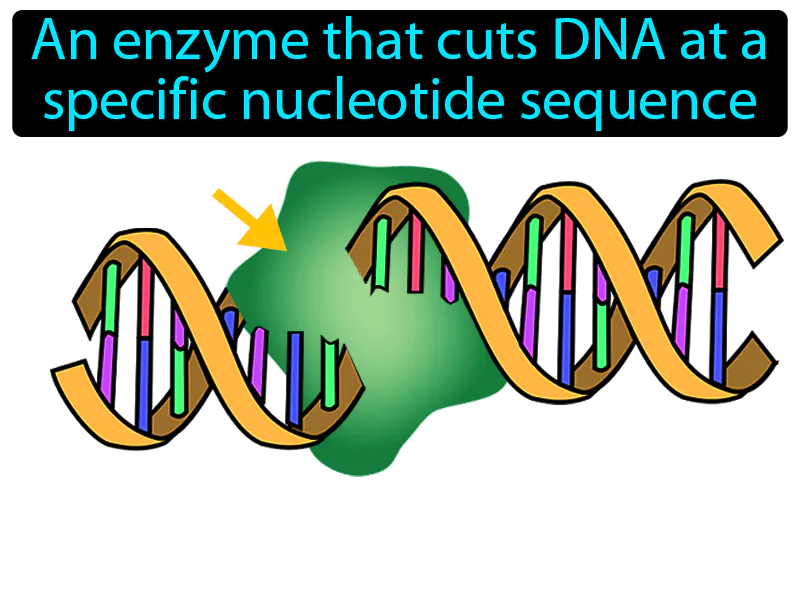 Restriction enzyme Definition
