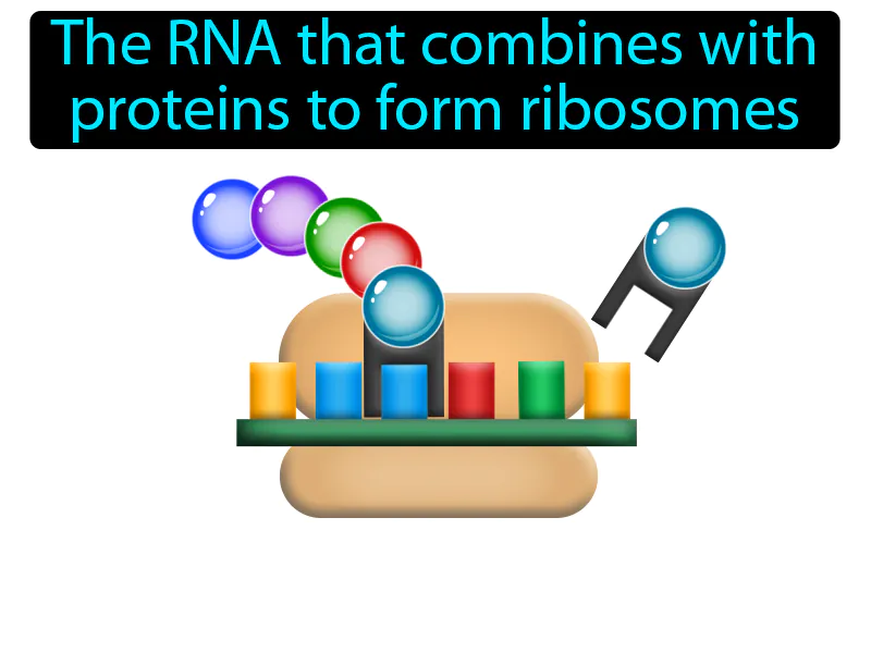 Ribosomal RNA Definition