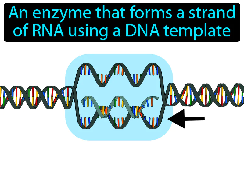 RNA polymerase Definition
