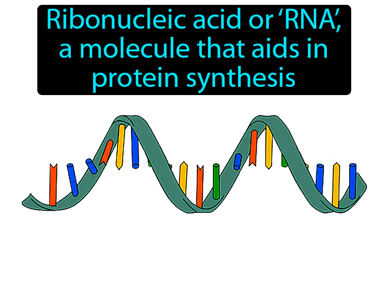 RNA Definition