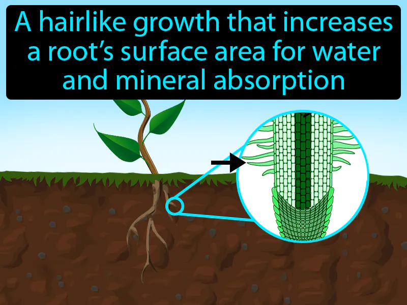 Root hair Definition