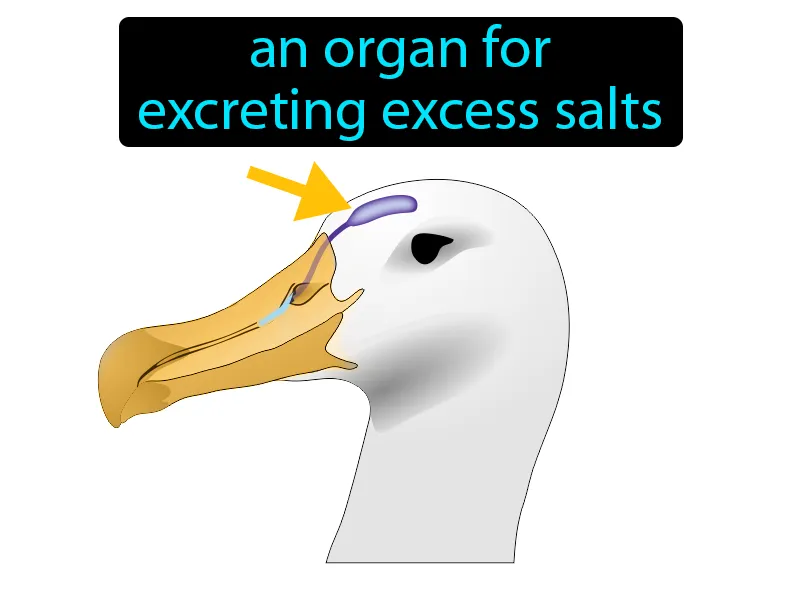 Salt gland Definition