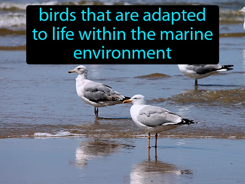 Seabirds Definition