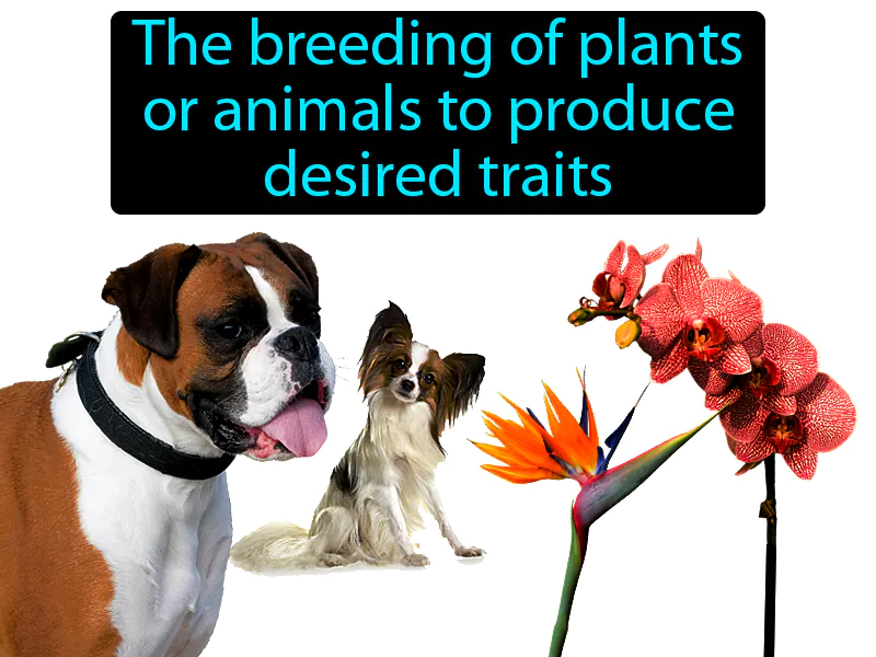 Selective breeding Definition