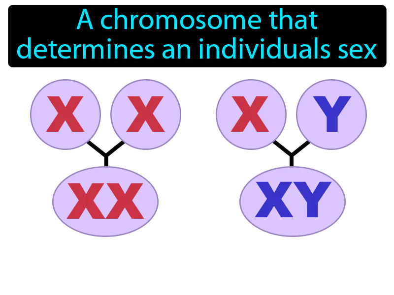 Sex chromosome Definition