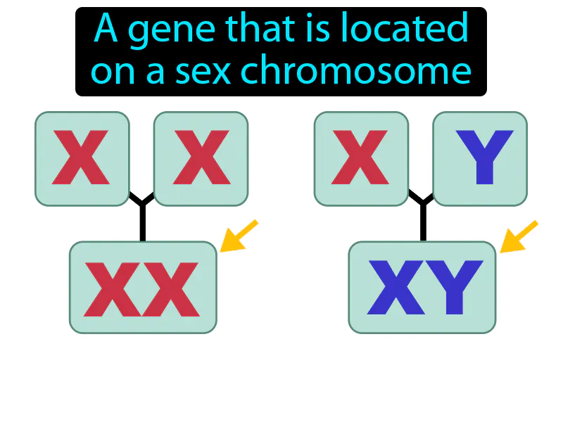 Sex linked gene Definition