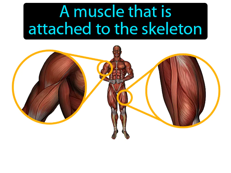 Skeletal muscle Definition