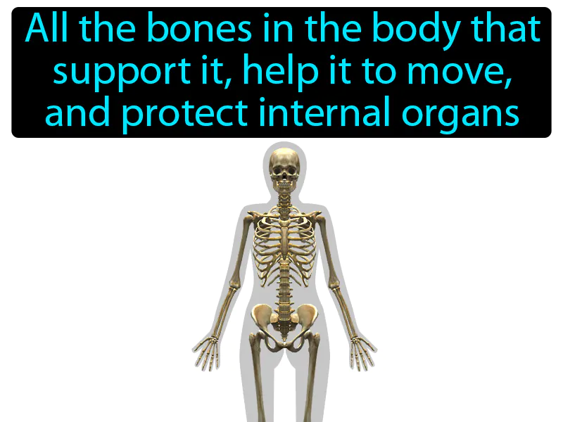 Skeletal system Definition