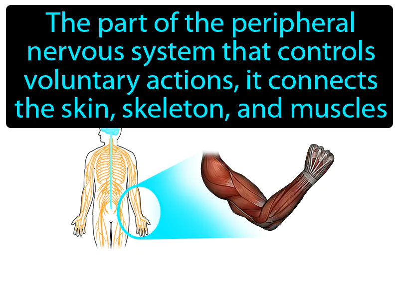 Somatic nervous system Definition