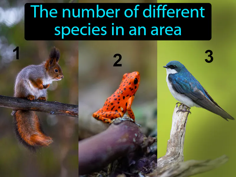 Species diversity Definition
