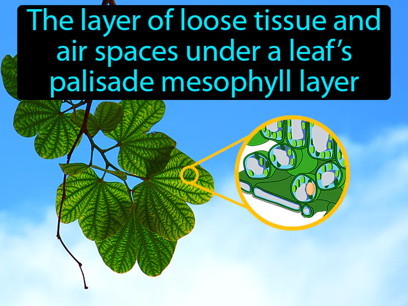 Spongy Mesophyll Definition