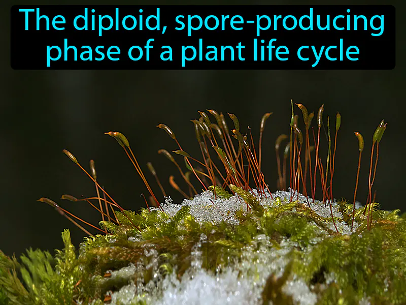 Sporophyte Definition