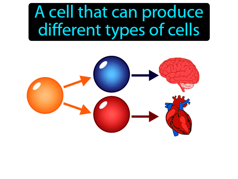 Stem cell Definition