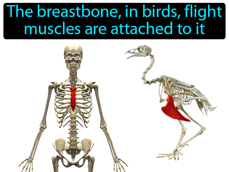 Sternum Definition