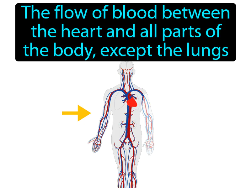 Systemic circulation Definition