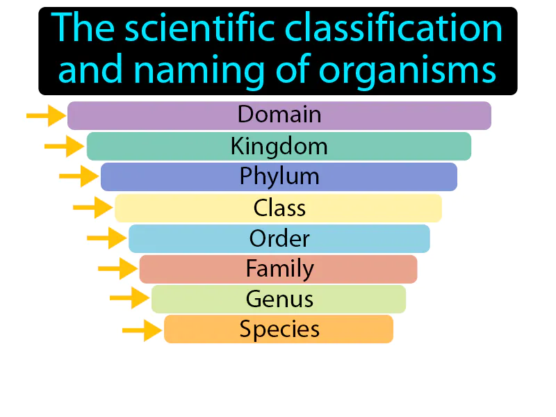 Taxonomy Definition