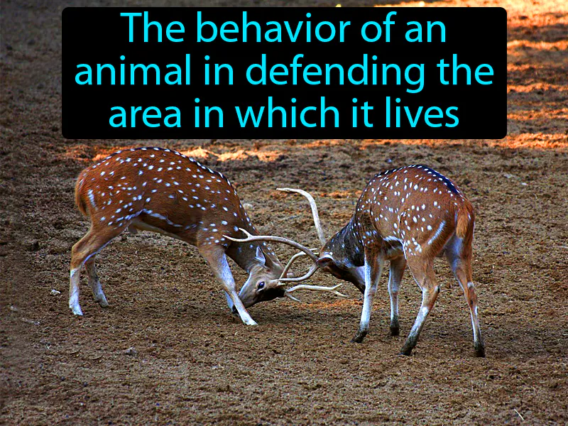 Territorial behavior Definition