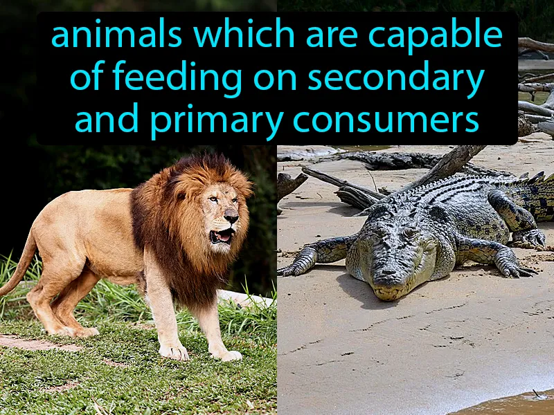 Tertiary consumers Definition