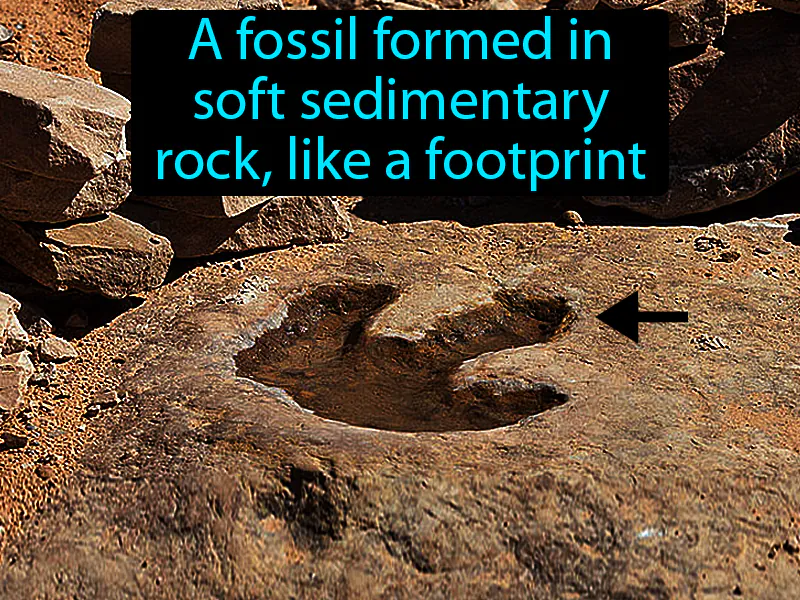 Trace fossil Definition
