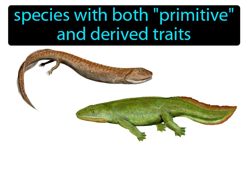 Transitional Species Definition