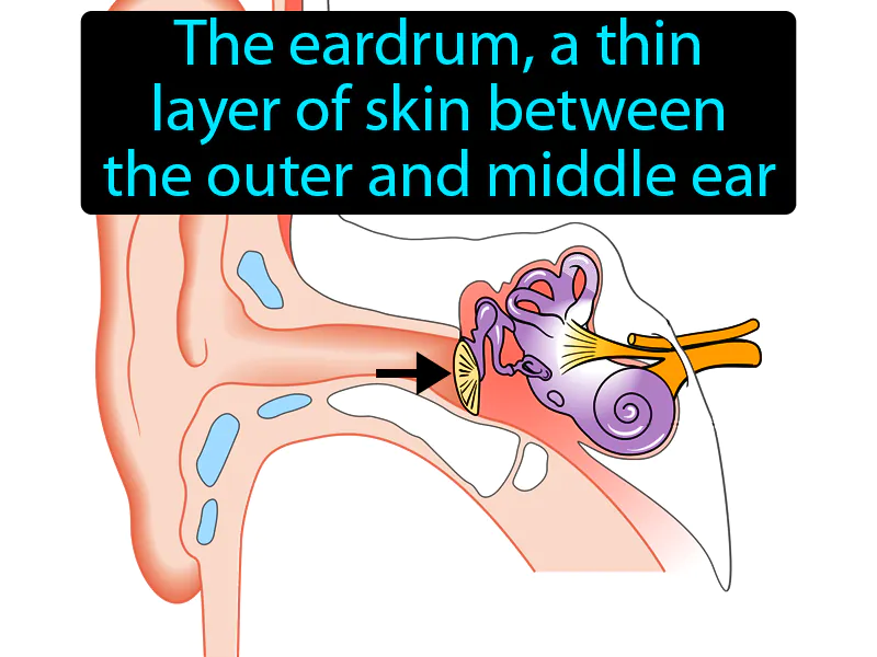 Tympanic membrane Definition