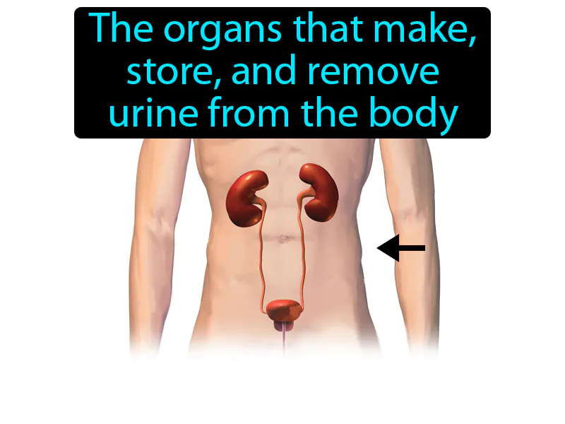 Urinary system Definition