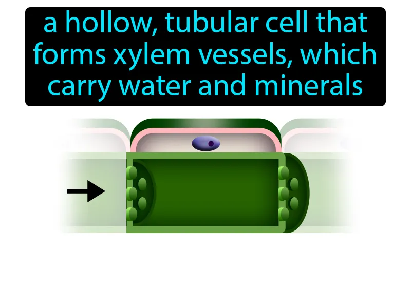 Vessel element Definition