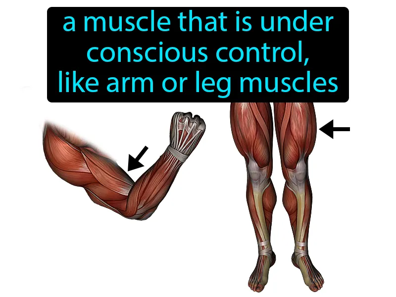 Voluntary muscle Definition