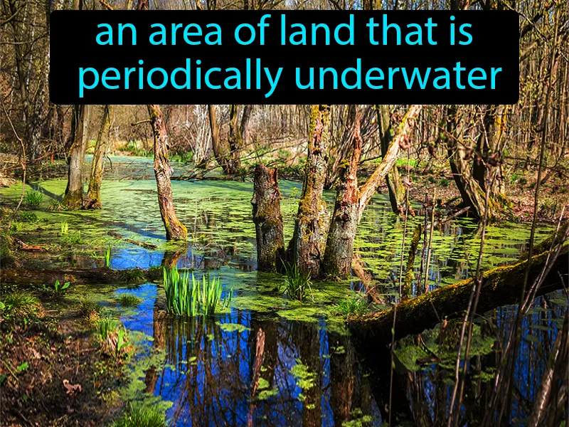 Wetland Definition
