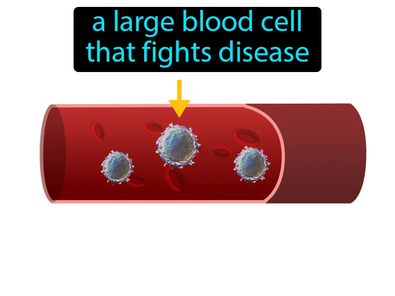 White blood cell Definition