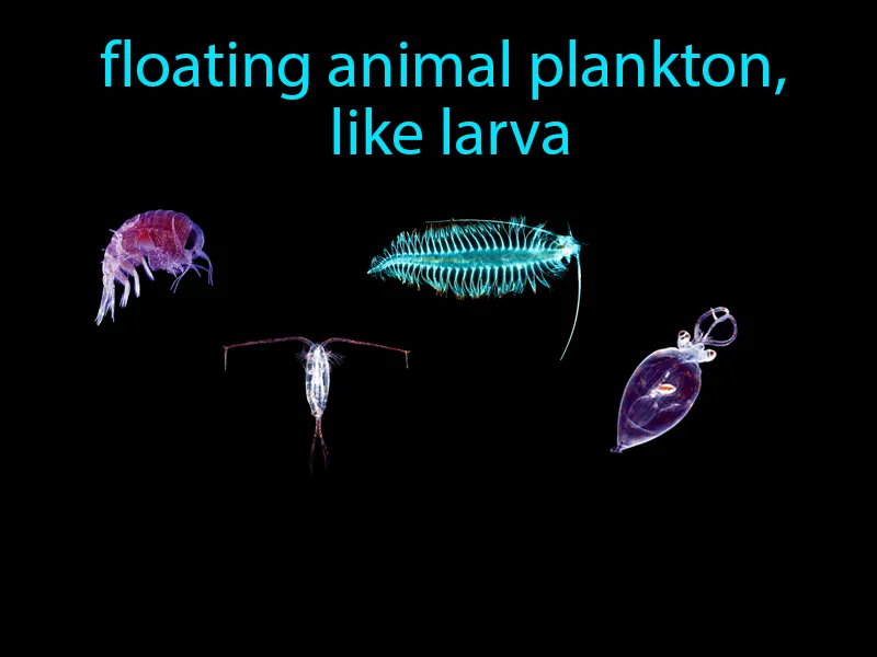 Zooplankton Definition