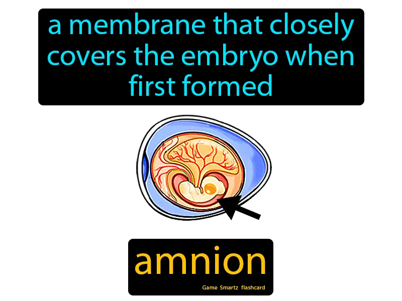Amnion Definition