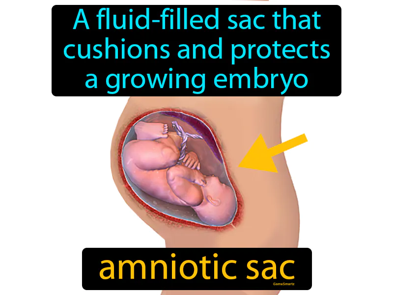 Amniotic sac Definition