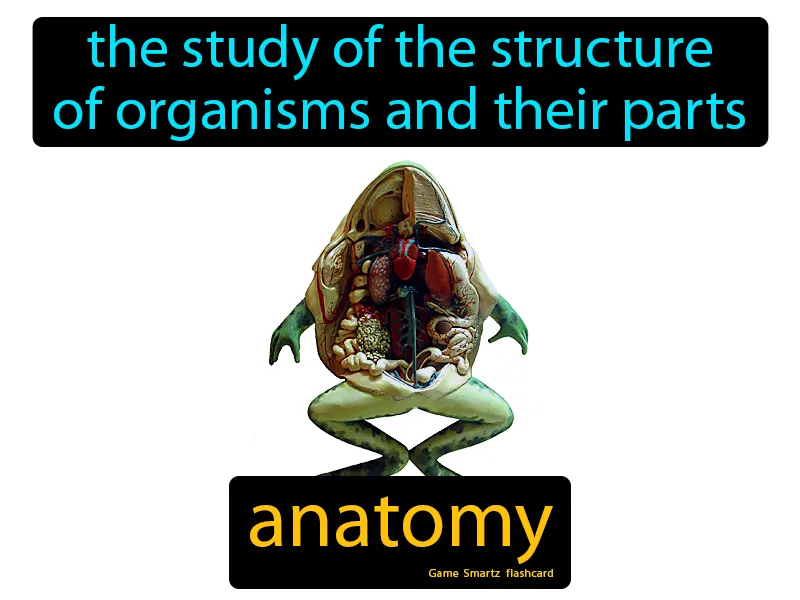 Anatomy Definition | GradesUp.gg