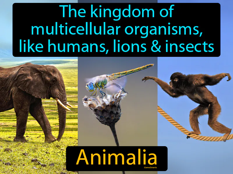 Animalia Definition