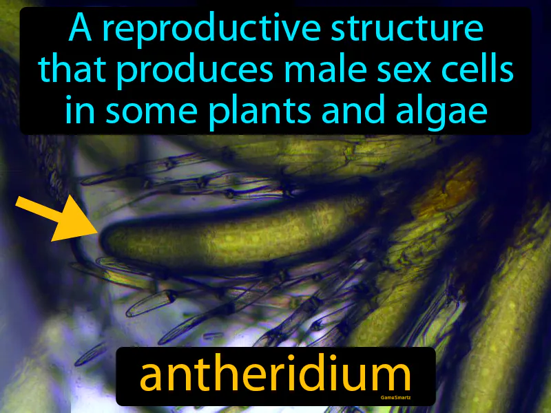 Antheridium Definition