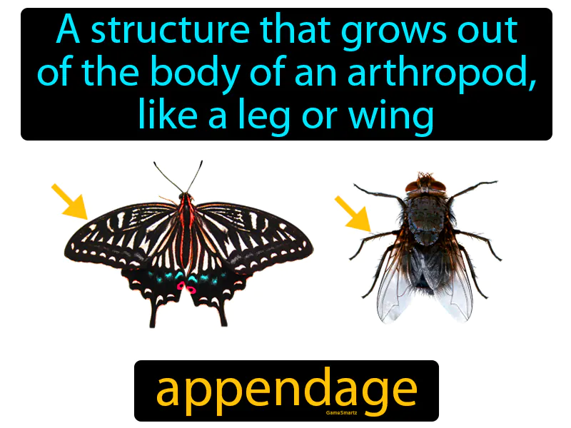 Appendage Definition