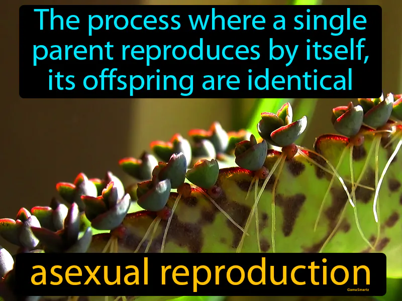 Asexual reproduction Definition