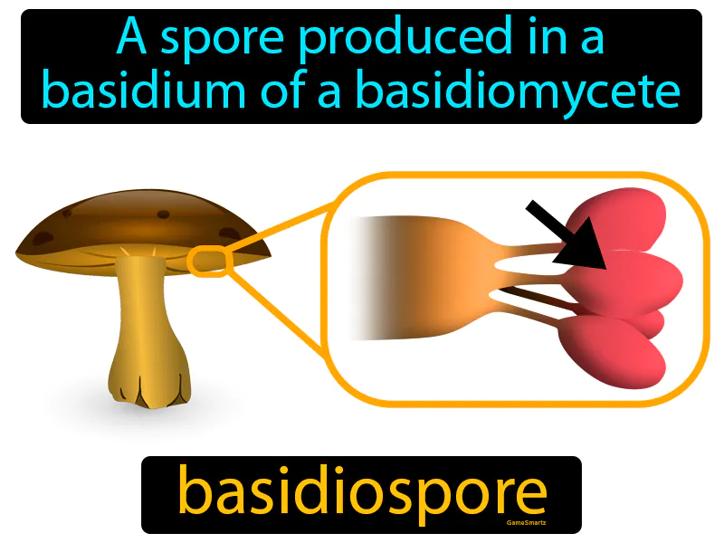 Basidiospore Definition