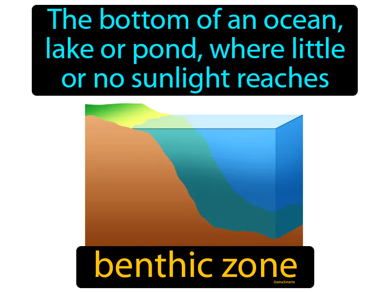 Benthic Zone Definition