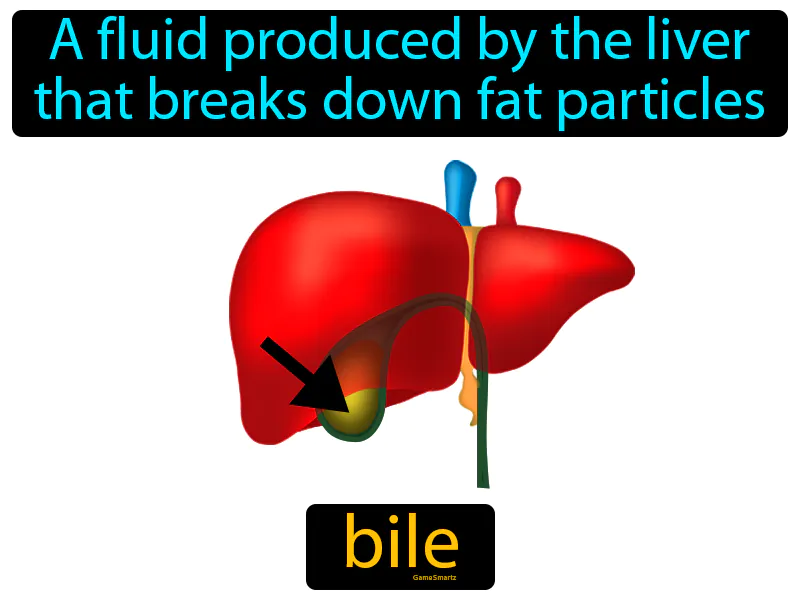 Bile Definition